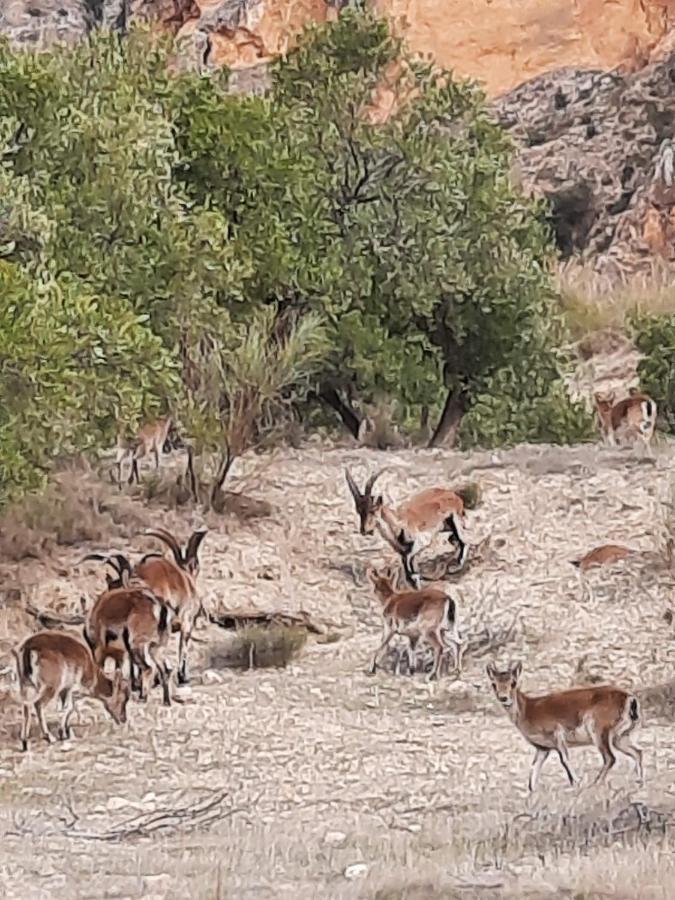 Cortijo El Chorreadero En Parque Natural Sierra De Cazorla Los Rosales  Exterior foto